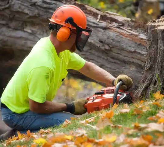 tree services Maple Plain